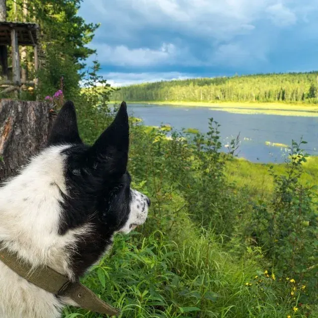 Лайка на берегу