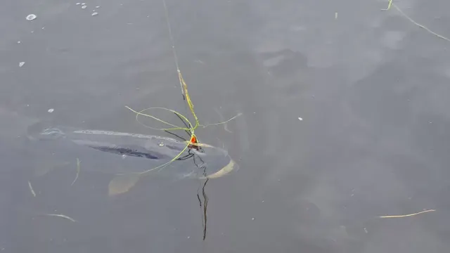 Таймень у поверхности перед отпусканием