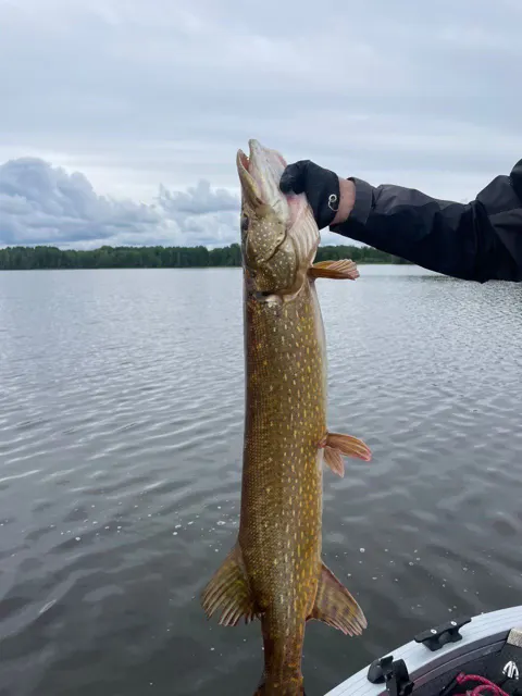 Щука в руке на фоне воды
